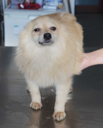 Indigo - rezervovaný (BA)